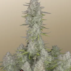 Wedding CHEESECAKE Auto